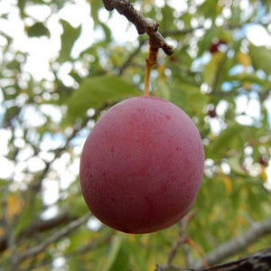 Wild Plum (Gallon)