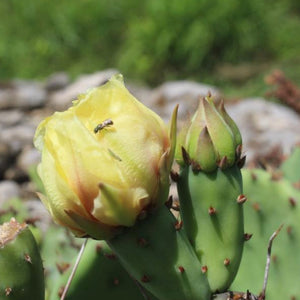 Eastern Prickly Pear (2" premium)