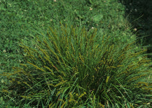 Load image into Gallery viewer, Fox Sedge (2" pot) freeshipping - Rochester Pollinators
