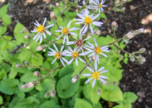 Load image into Gallery viewer, Big Leaf Aster (2&quot; pot) freeshipping - Rochester Pollinators
