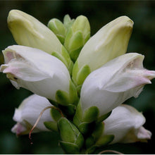 Load image into Gallery viewer, Turtlehead (2&quot; pot) freeshipping - Rochester Pollinators
