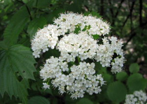Arrowwood Viburnum (Gallon) freeshipping - Rochester Pollinators