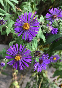 New England Aster (2" pot) freeshipping - Rochester Pollinators