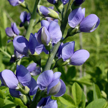 Load image into Gallery viewer, Blue Wild Indigo (2.5&quot; Premium) freeshipping - Rochester Pollinators
