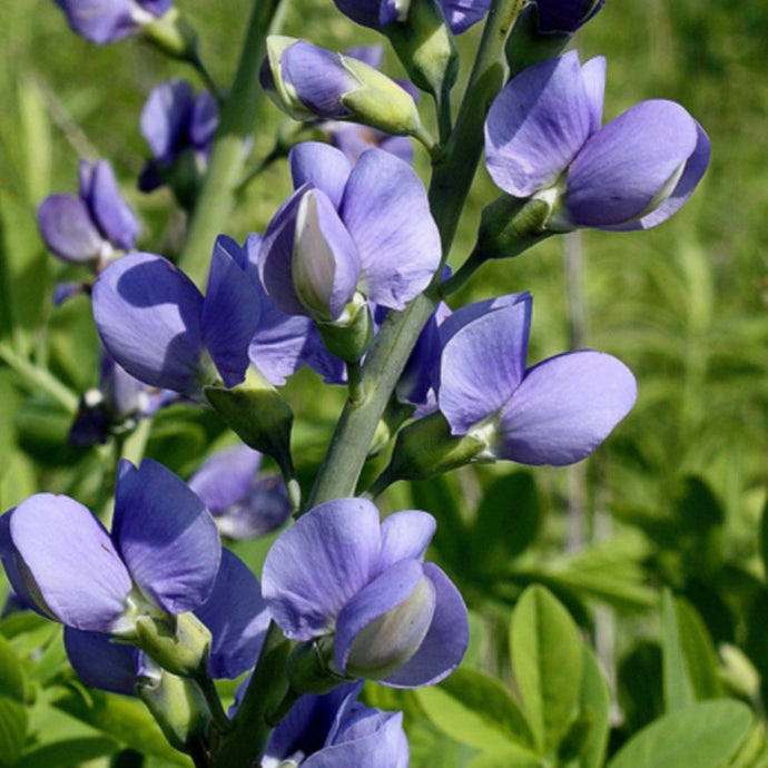 Blue Wild Indigo (2.5