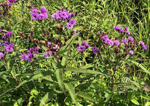 Load image into Gallery viewer, Ironweed (2&quot; pot) freeshipping - Rochester Pollinators
