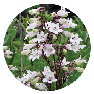 Beardtongue Fox Glove (2" pot) freeshipping - Rochester Pollinators