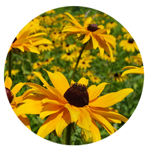 Load image into Gallery viewer, Black-Eyed Susan (2&quot; pot) freeshipping - Rochester Pollinators
