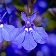 Load image into Gallery viewer, Blue Lobelia (2")
