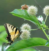 Load image into Gallery viewer, Buttonbush (plug) freeshipping - Rochester Pollinators
