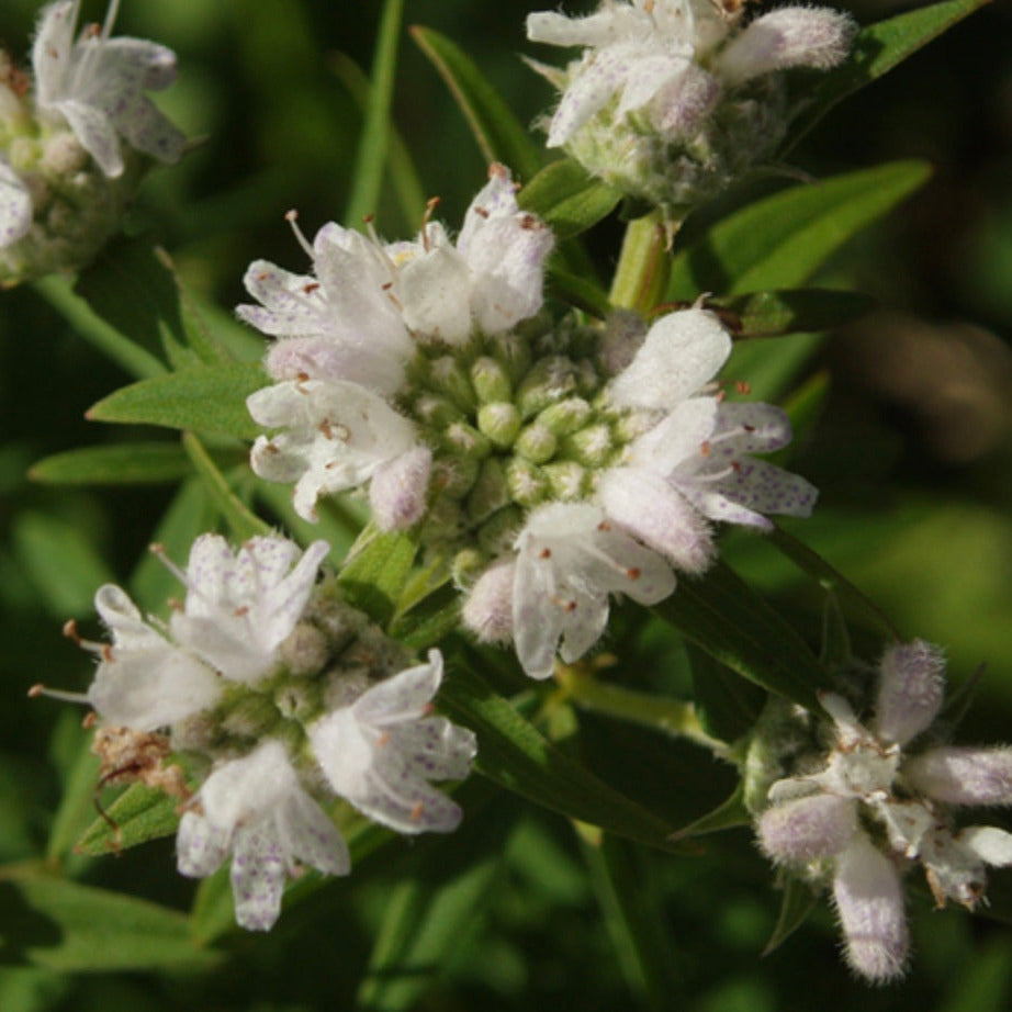 Mountain Mint (2