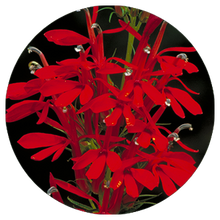 Load image into Gallery viewer, Cardinal Flower (2&quot; pot) freeshipping - Rochester Pollinators

