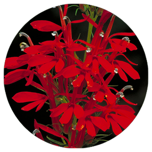 Cardinal Flower (2" pot) freeshipping - Rochester Pollinators