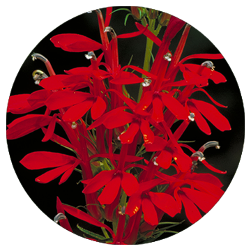 Cardinal Flower (2