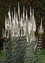 Load image into Gallery viewer, Culver&#39;s Root (2&quot; pot) freeshipping - Rochester Pollinators
