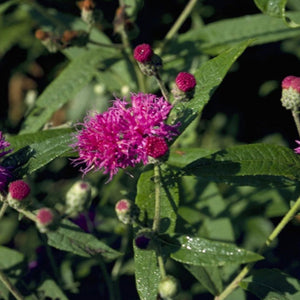 Ironweed (2" pot) freeshipping - Rochester Pollinators