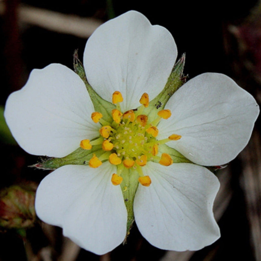 Wild Strawberry (2