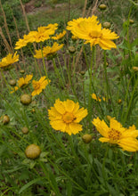 Load image into Gallery viewer, Sand Coreopsis freeshipping - Rochester Pollinators
