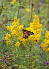Load image into Gallery viewer, Showy Goldenrod (2&quot; pot) freeshipping - Rochester Pollinators
