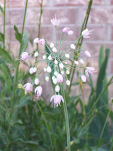Load image into Gallery viewer, Nodding Wild Onion (2&quot;) freeshipping - Rochester Pollinators
