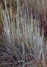 Load image into Gallery viewer, Little Bluestem (2&quot; pot) freeshipping - Rochester Pollinators
