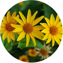 Load image into Gallery viewer, False Sunflower freeshipping - Rochester Pollinators

