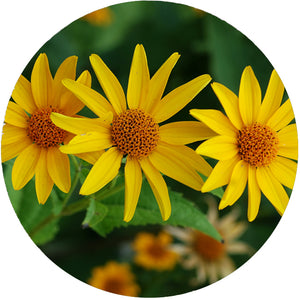 False Sunflower freeshipping - Rochester Pollinators