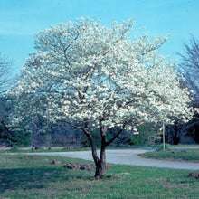 Load image into Gallery viewer, Flowering Dogwood (Gallon)
