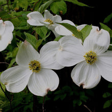 Load image into Gallery viewer, Flowering Dogwood (Gallon)
