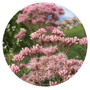 Joe Pye (pink) (2") freeshipping - Rochester Pollinators