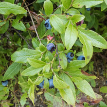 Load image into Gallery viewer, Lowbush Blueberry (Gallon) freeshipping - Rochester Pollinators
