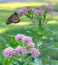Load image into Gallery viewer, Rose/Swamp Milkweed freeshipping - Rochester Pollinators
