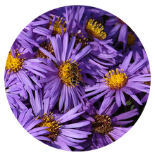 Load image into Gallery viewer, New England Aster (2&quot; pot) freeshipping - Rochester Pollinators
