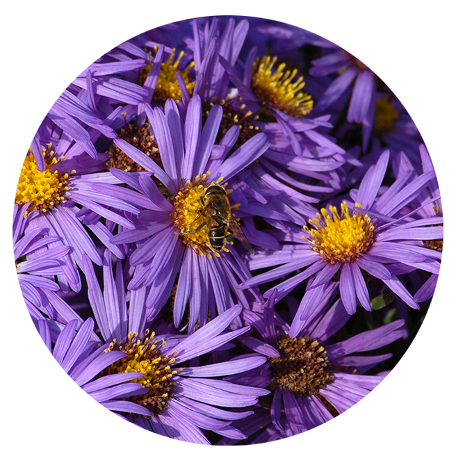 New England Aster (2