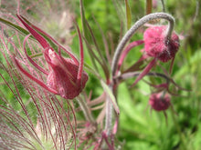 Load image into Gallery viewer, Prairie Smoke (2.5&quot; pot)
