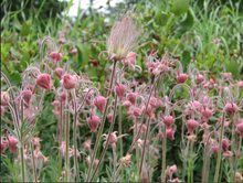 Load image into Gallery viewer, Prairie Smoke (2.5&quot; pot)
