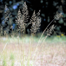 Load image into Gallery viewer, Prairie Dropseed (2" pot) freeshipping - Rochester Pollinators
