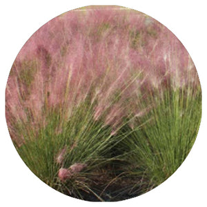 Purple Love Grass (2" pot) freeshipping - Rochester Pollinators