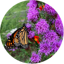 Load image into Gallery viewer, Northern Blazing Star freeshipping - Rochester Pollinators
