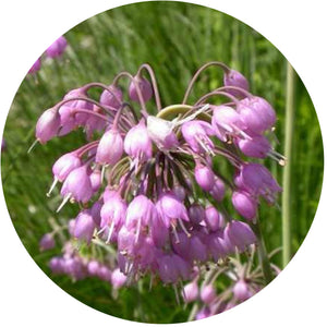 Nodding Wild Onion (2") freeshipping - Rochester Pollinators