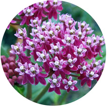 Load image into Gallery viewer, Rose/Swamp Milkweed (2&quot; pot)
