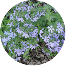 Load image into Gallery viewer, Woodland Phlox-Partial Shade freeshipping - Rochester Pollinators
