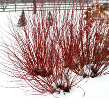Load image into Gallery viewer, Red-Osier Dogwood (Gallon) freeshipping - Rochester Pollinators
