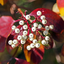 Load image into Gallery viewer, Red-Osier Dogwood (Gallon) freeshipping - Rochester Pollinators
