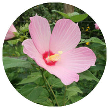 Load image into Gallery viewer, Rose Mallow (2" pot) freeshipping - Rochester Pollinators
