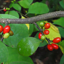 Load image into Gallery viewer, Spicebush (plug) freeshipping - Rochester Pollinators
