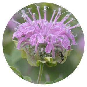 Bee Balm (Wild Bergamot) (2" pot) freeshipping - Rochester Pollinators