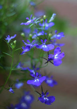 Load image into Gallery viewer, Blue Lobelia (2&quot;)
