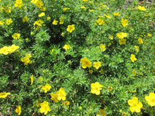 Load image into Gallery viewer, Shrubby Cinquefoil (Gallon)
